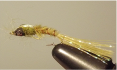 Olive Damselfly Nymph