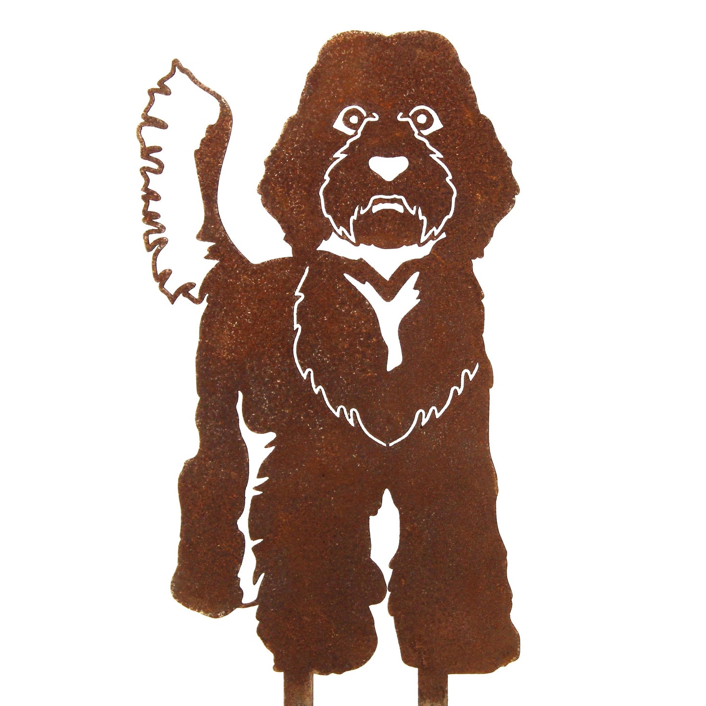 Labradoodle