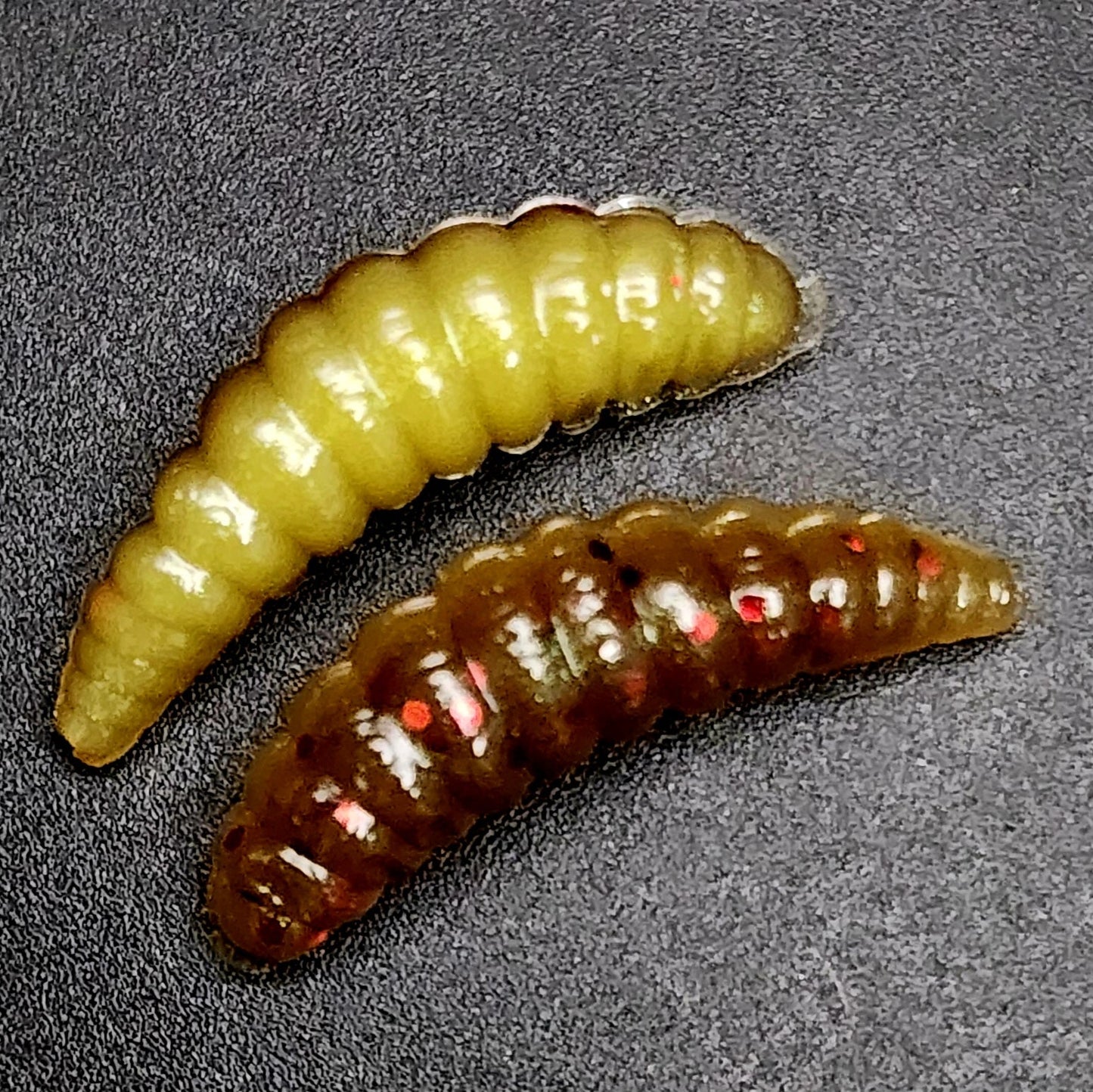 1" Waxworm "The Tater Bug"