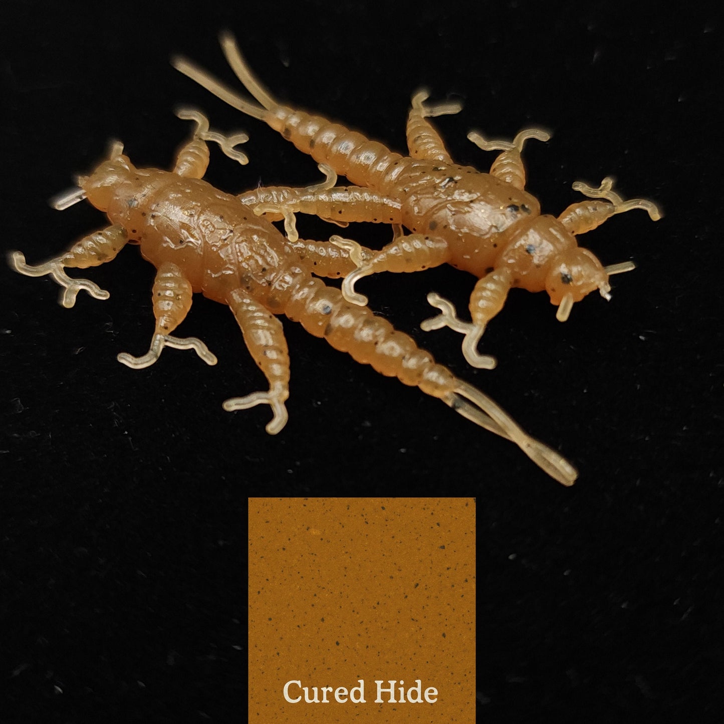 Jar of 1.5" Inch Stonefly Larvae "The Morelkin"