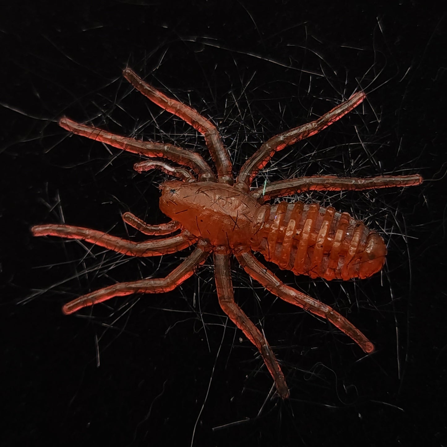 Hairy 1" Micro Spider Bait "The Writing Spider"