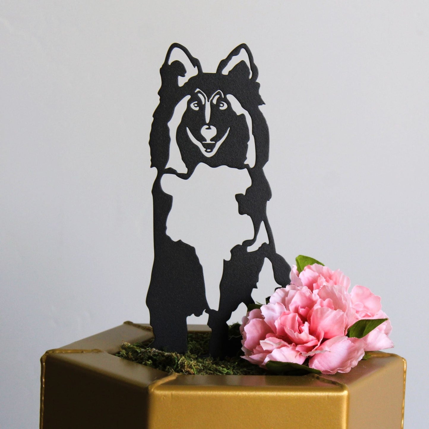 Rough Collie