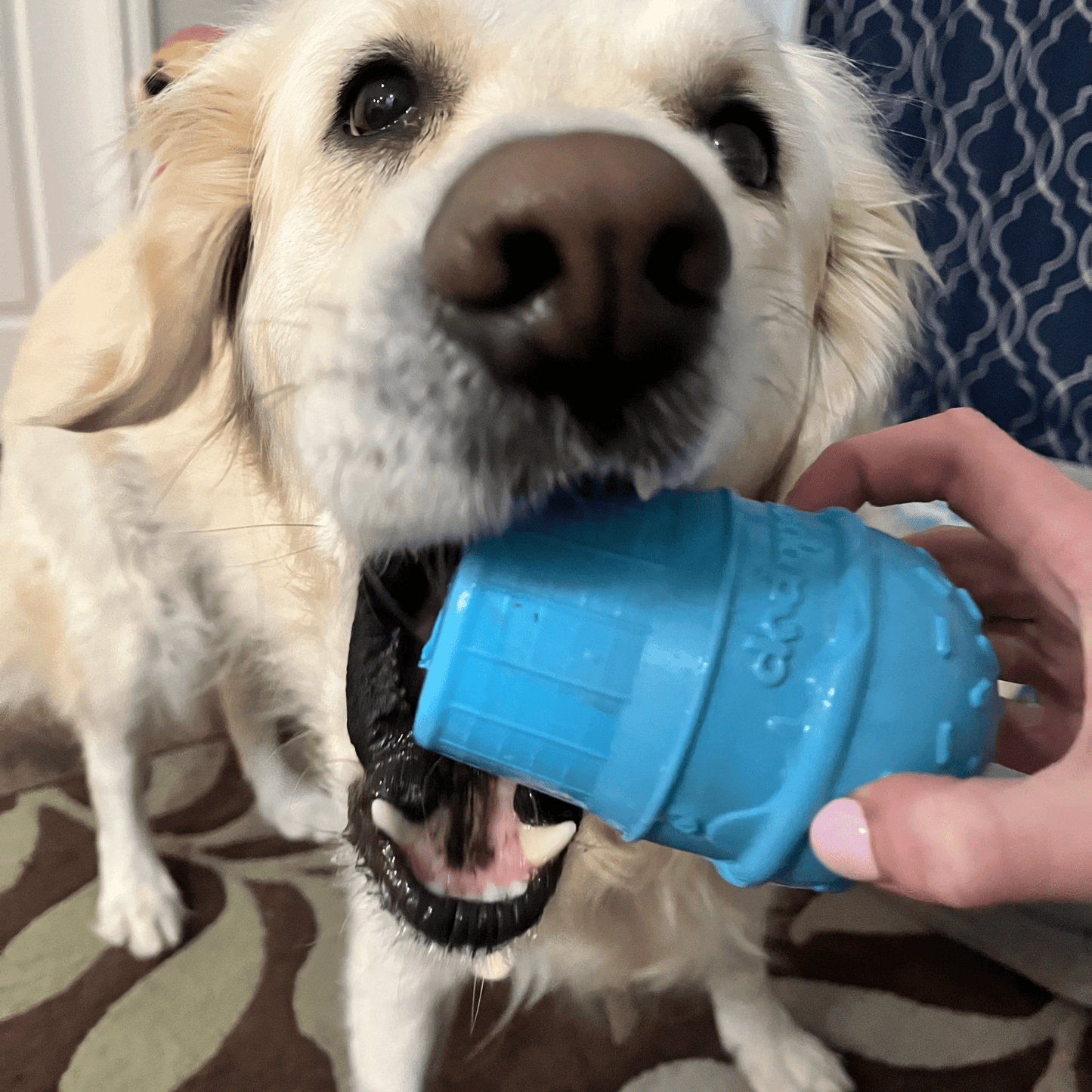 Dog Treat Dispensers