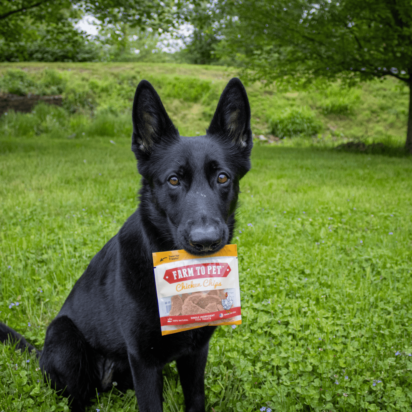 Chicken Chips Snack Pack Bundles | Dog Party Favors & Training Treats