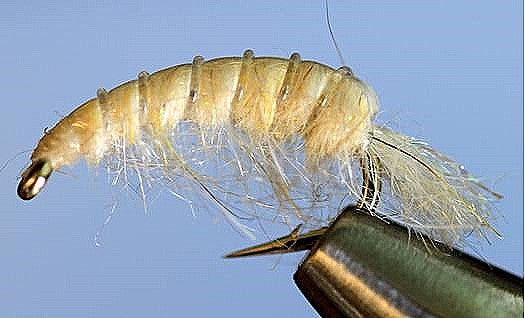 Molting Scuds – SCY-Dist.com