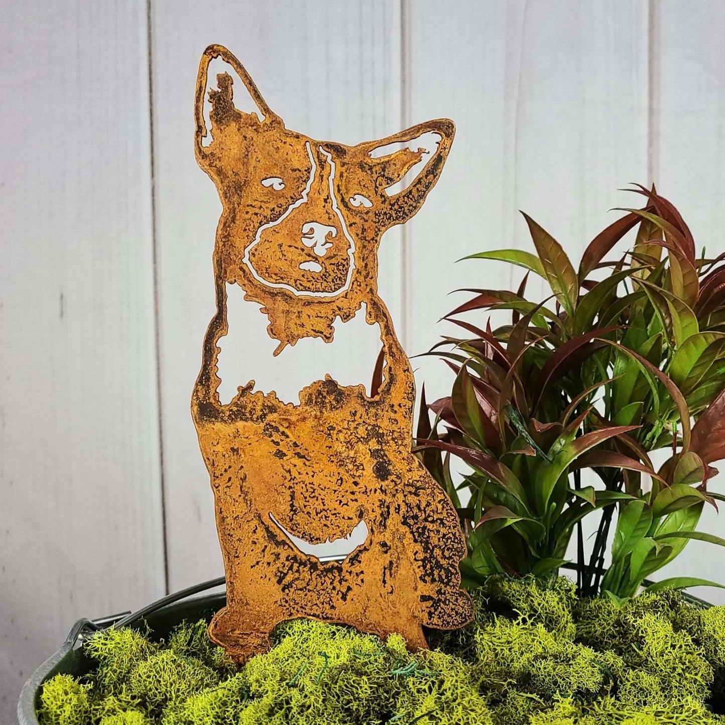 Australian Cattle Dog