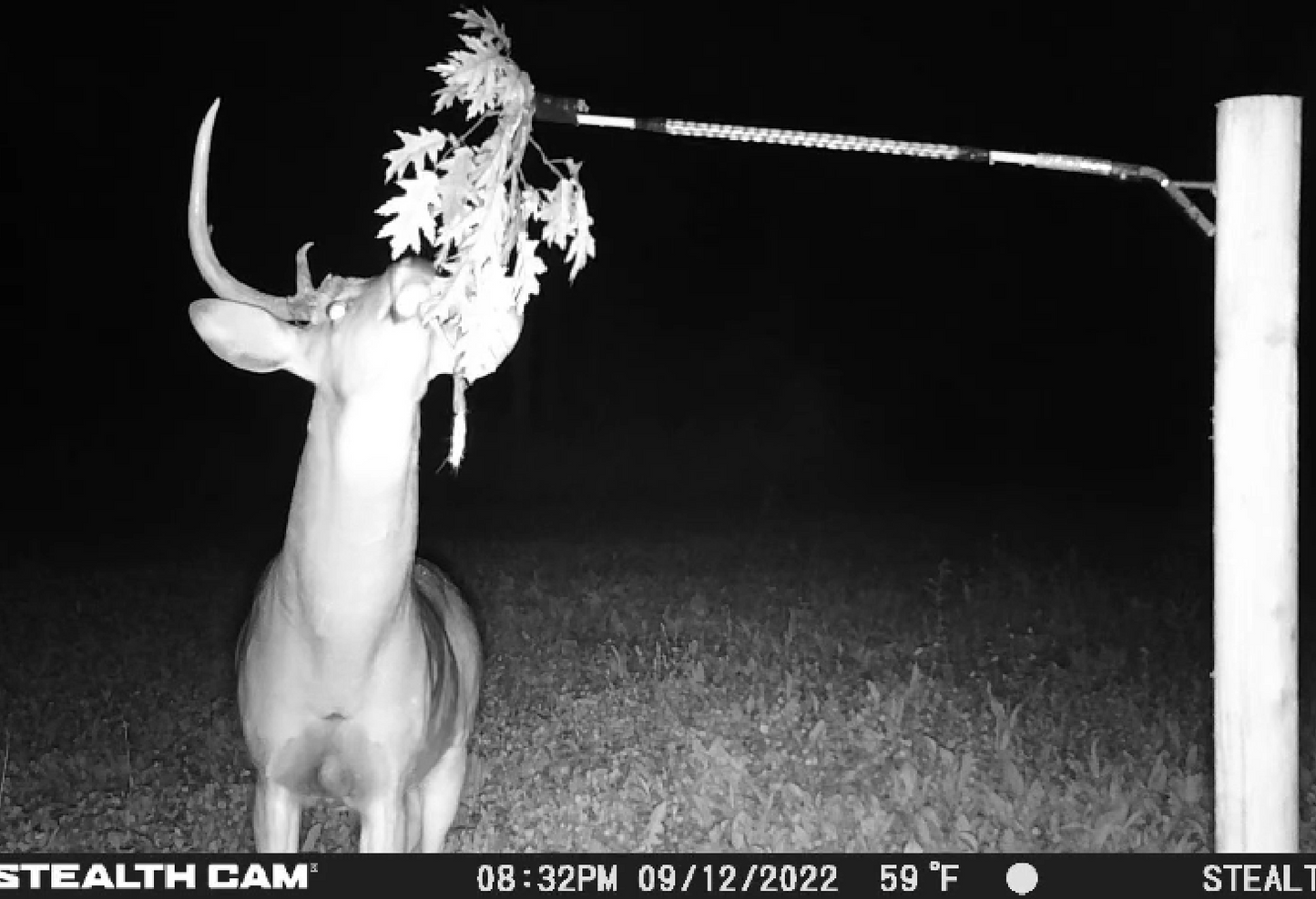 BuckBranch w/ 3 pack of Glands