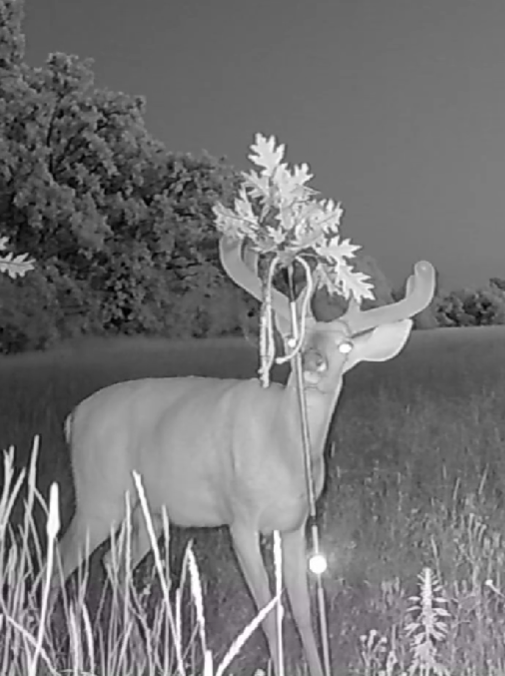 BuckStik w/ 3 pack of Glands