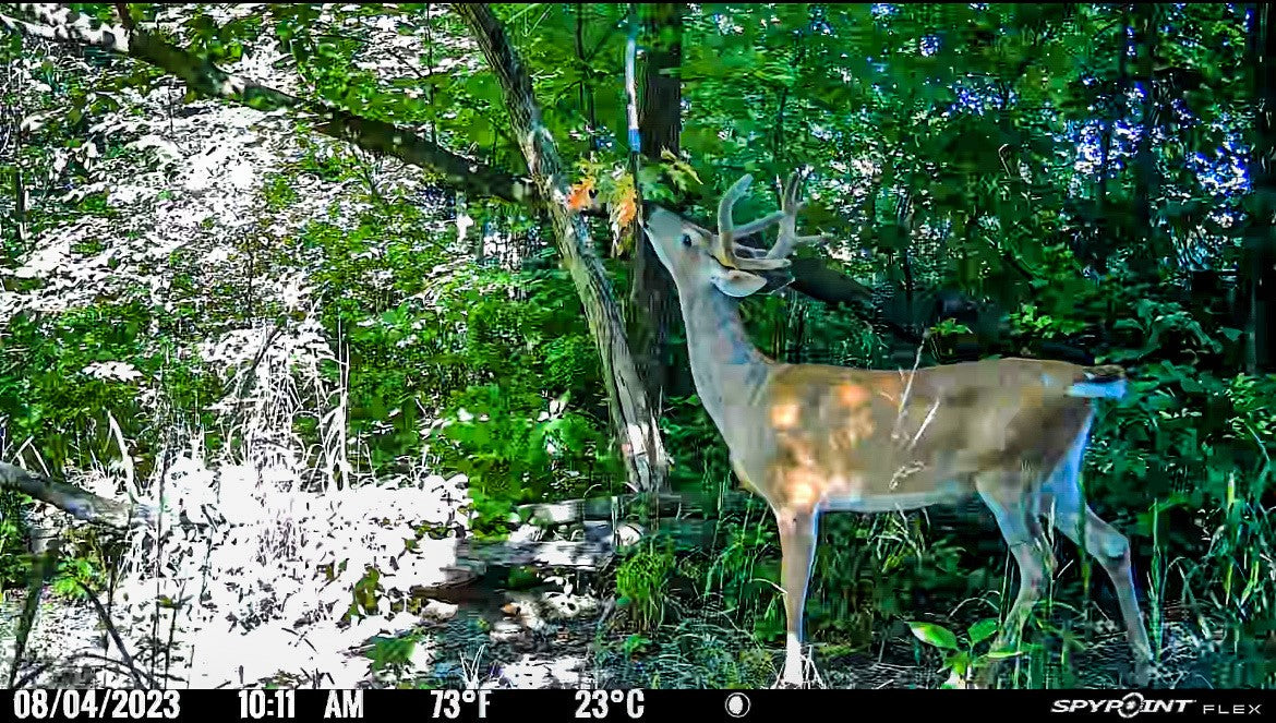 The "Ultimate Mock Scrape" Combo Pack